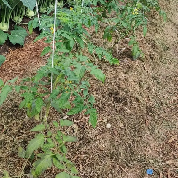 Tomaten in dem Folientunnel