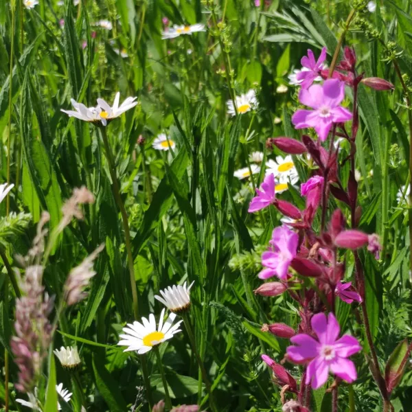 Praktikum im Gemeinschaftsgarten Engelharz