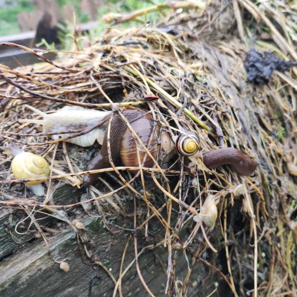 Schnecken