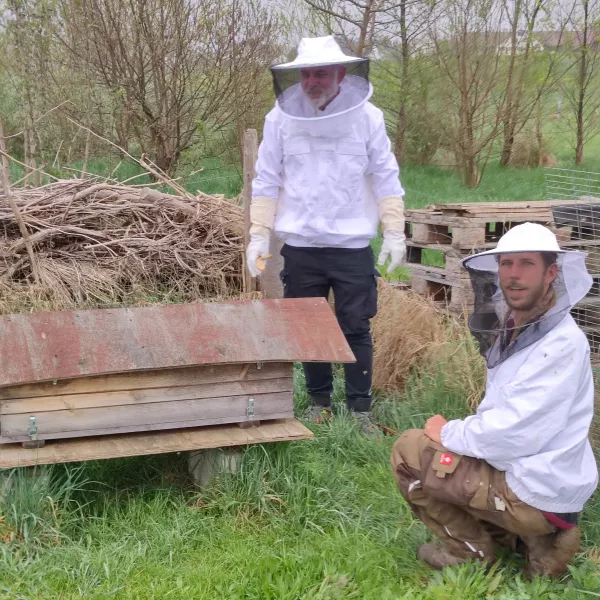 Bienen in der SoLaWi