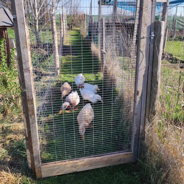 Enten in der SoLaWi
