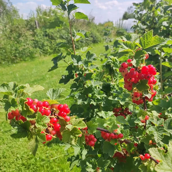 Beerensträucher Beerensträucher