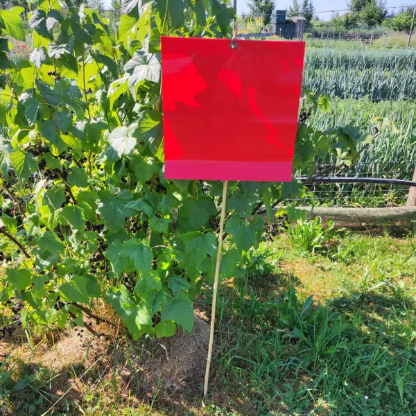 Selbsternte