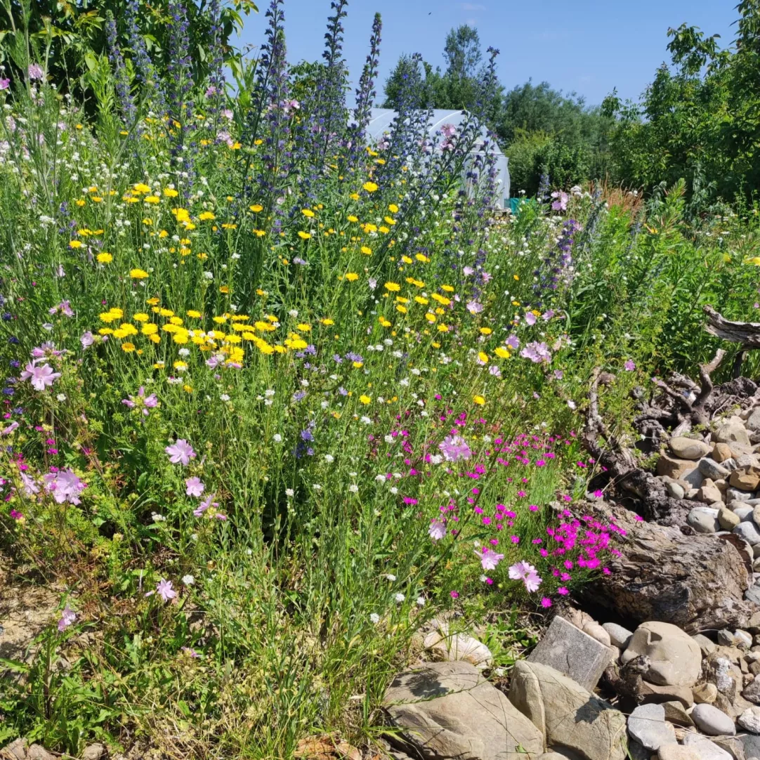 Mehr Natur im Garten