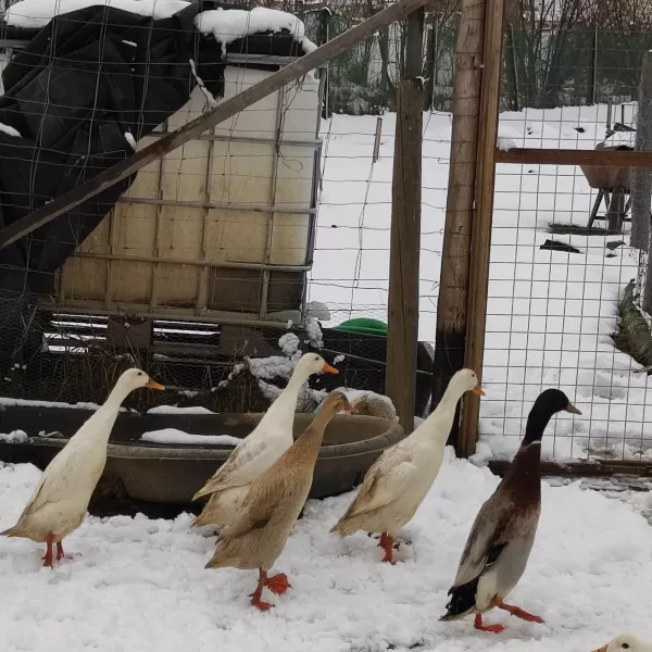 Tierische Unterstützung