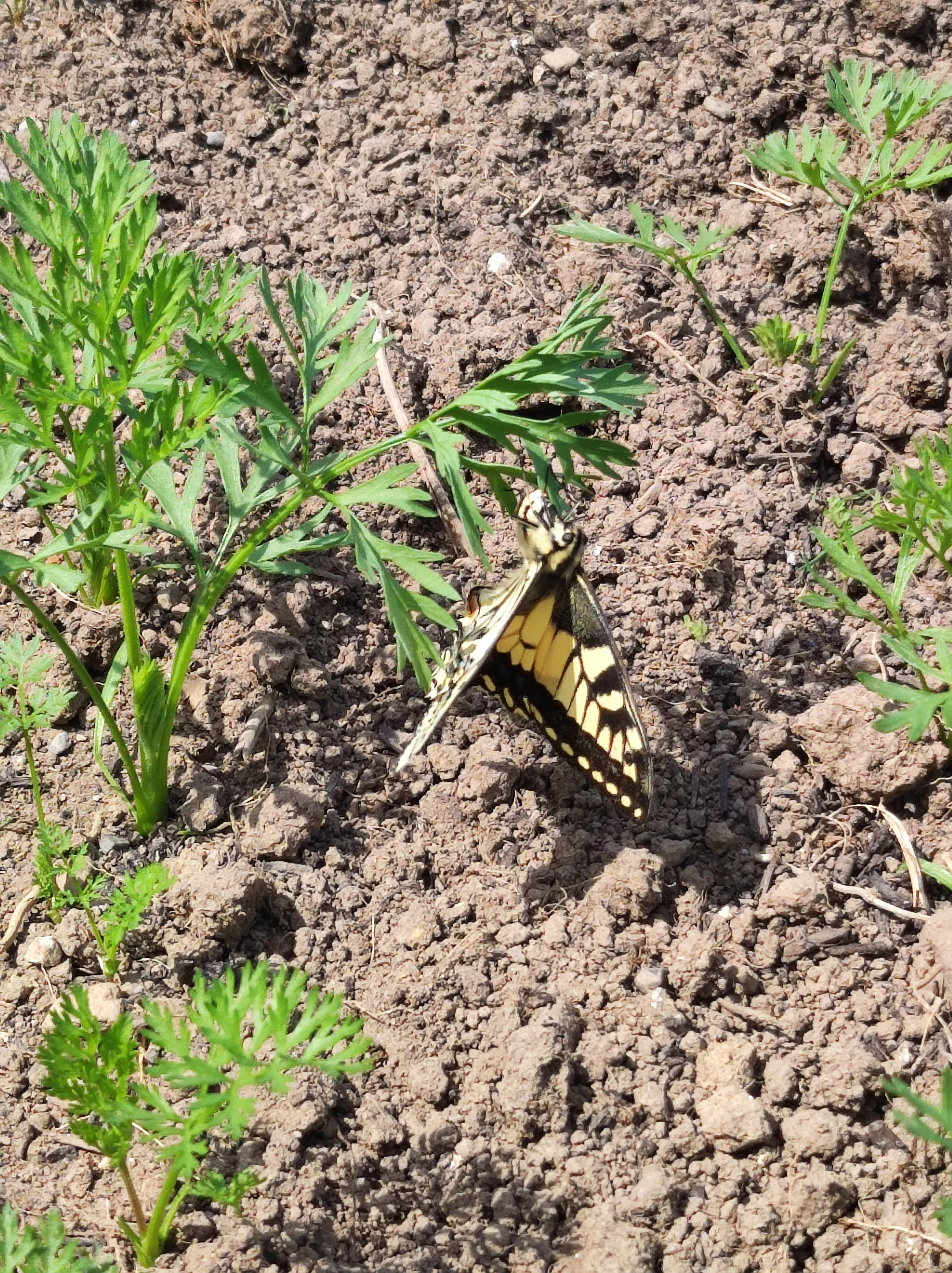 Mittagsbild vom 22. Juni