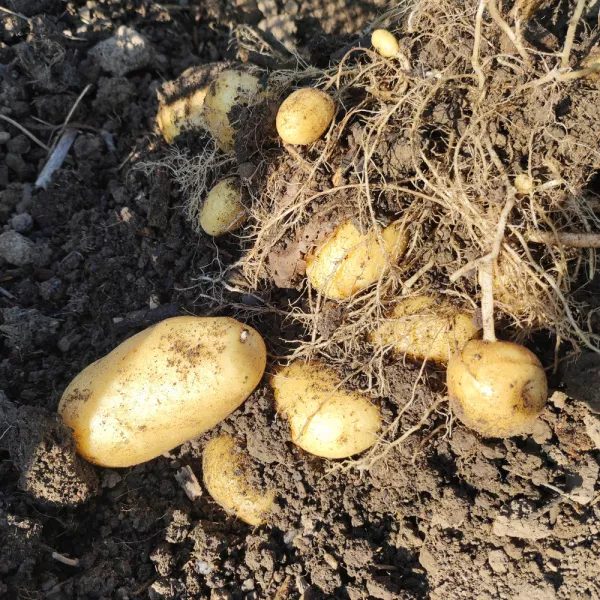 Knoblauch, Kartoffeln und eine Fülle an Gemüse