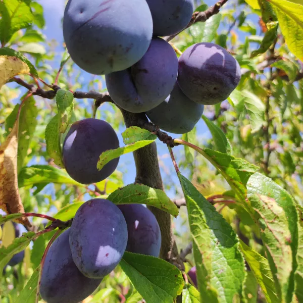 Obstgarten